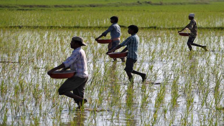 Scanty monsoon rain hits Kharif sowing in Jharkhand