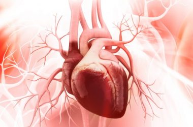 Adult hearts lack stem cells: Study