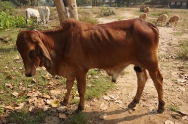 Haryana: Family awaits 'droppings' after stray bull eats gold jewelry with vegetable peels