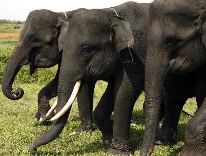 Elephants kill man in Jharkhand