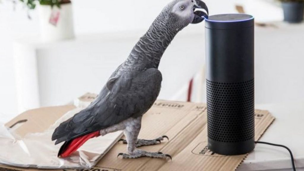 Mimicking parrot befriends Alexa, places orders from Amazon