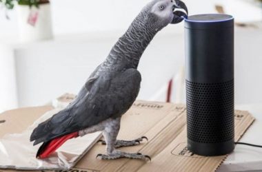 Mimicking parrot befriends Alexa, places orders from Amazon