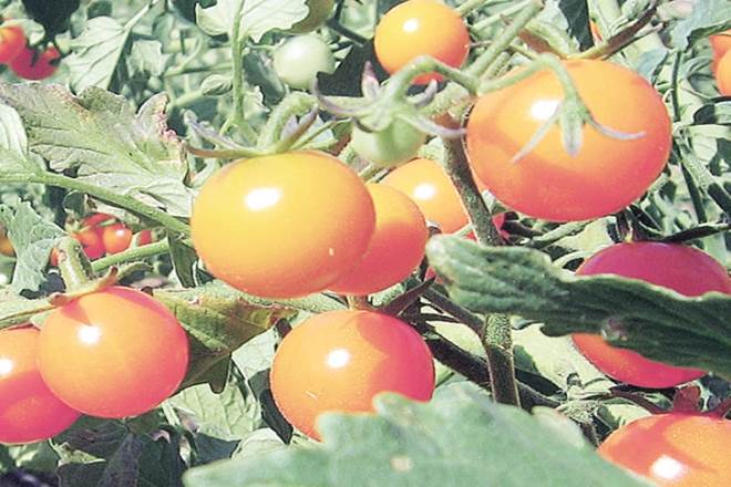 Once exploiters, truck drivers change the lives of Jharkhand's tomato growers