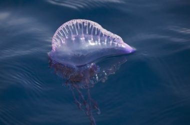 Thousands stung by jellyfish in Australia