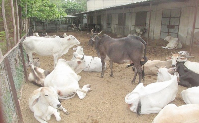 Gau-Rakshak cops rewarded with certificate for rescuing cow in Agra
