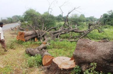 Over 100 trees cut for Modi's helicopter ahead of his Odisha visit
