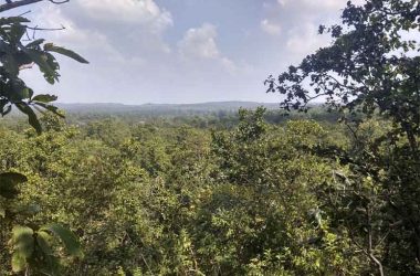 Forest land the size of Kolkata diverted for projects in past three years