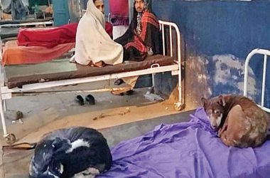 Bihar: Stray dogs takeover beds at Nawada district hospital while patients sleep on floor