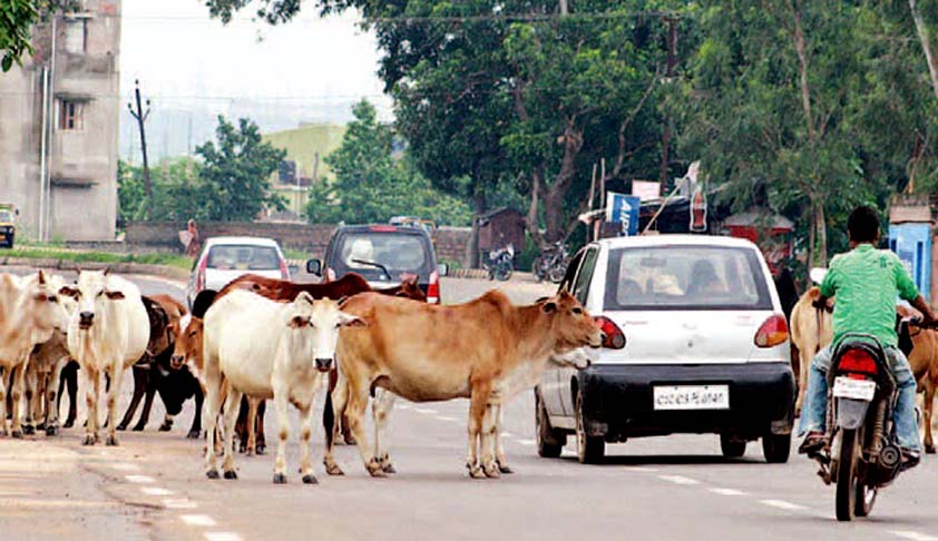 "Rs 6000 per day for raising 200 cows", UP Minister's offer to farmers