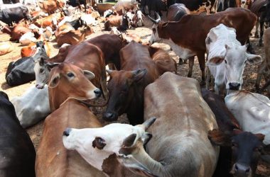 Madhya Pradesh: Rs 1.6 lakh expenditure on each cow, central govt sets up first Gokul gram in state
