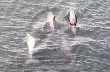 Endangered Humpback dolphins spotted near Bandra-Worli Sea Link