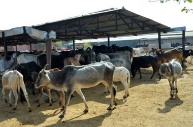3 booked under NSA for Cow Slaughter in Madhya Pradesh