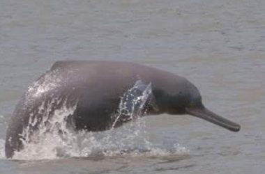 Gangetic river dolphins in the Indian Sundarbans struggle with swelling salinity