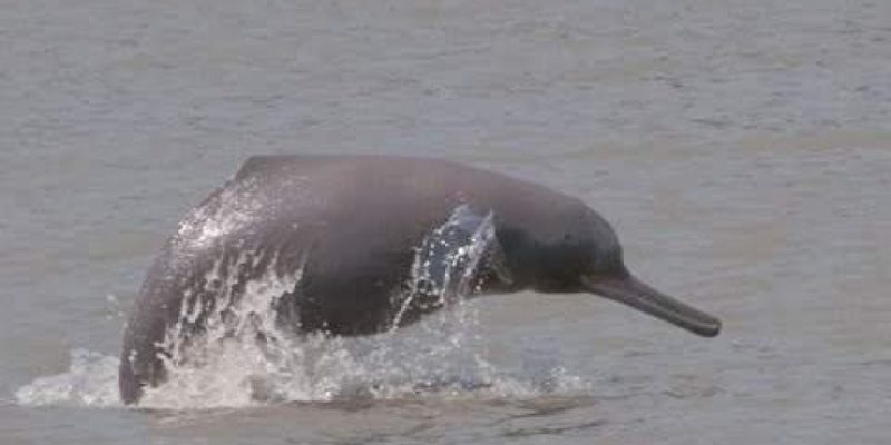 Gangetic river dolphins in the Indian Sundarbans struggle with swelling salinity