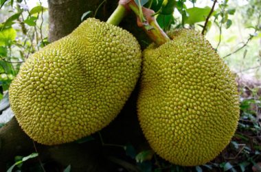 Choose Jack fruit for healthy lifestyle: Here's why?