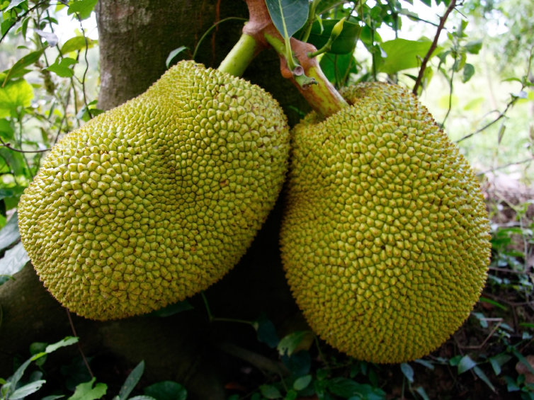Choose Jack fruit for healthy lifestyle: Here's why?