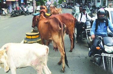 Madhya Pradesh: Cattle free campaign at full swing in Bhopal