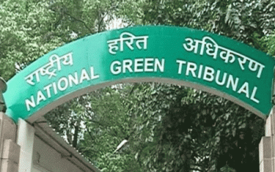 NGT raps Environment Ministry for failure to amend guidelines to check tree felling