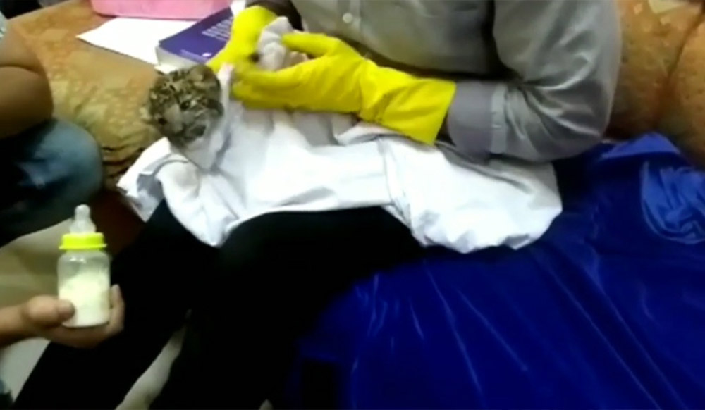 Tamil Nadu: Leopard cub found in passenger’s bag