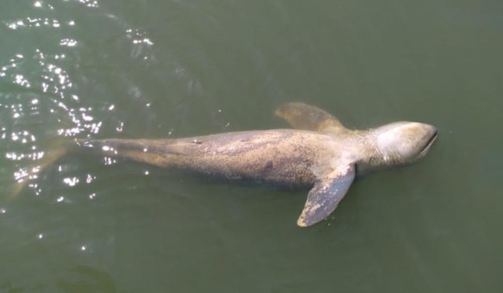 Odisha: Dolphin carcass found near Chilika