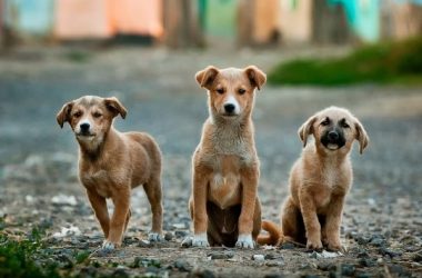 COVID-19 outbreak: Panic-struck owners throw pets on streets amid coronavirus scare