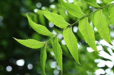 Here's how you can use Neem in daily life