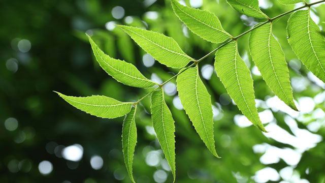 Here's how you can use Neem in daily life