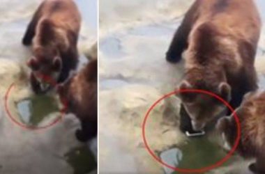 Man throws iPhone instead of apples into bear enclosure, video goes viral!