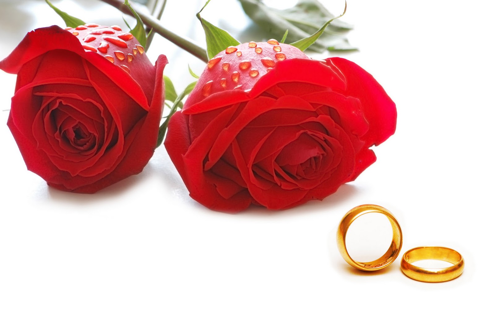 Rose Day 2019: Wishes, Wallpapers, Images, Quotes & Greeting Cards to send  to your loved ones