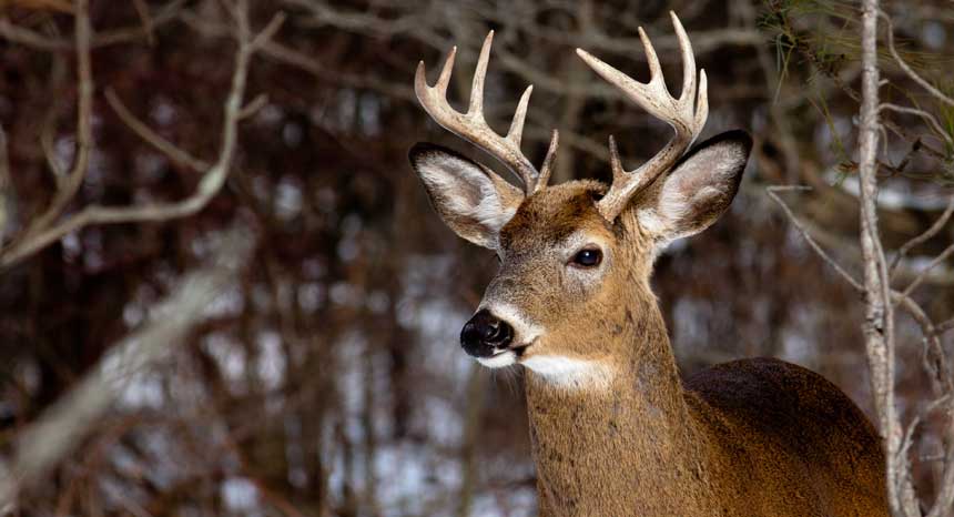 Disease that turns deer into ‘zombies’, spread in 26 states of North America