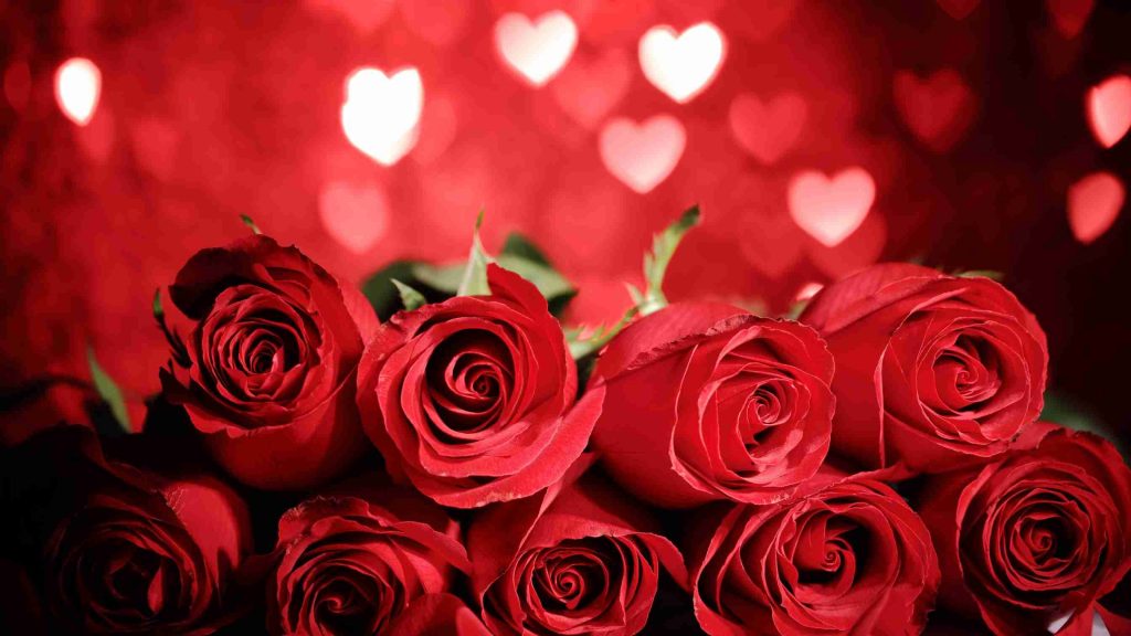 India expects to earn 30 crore from rose export this Valentine’s Day
