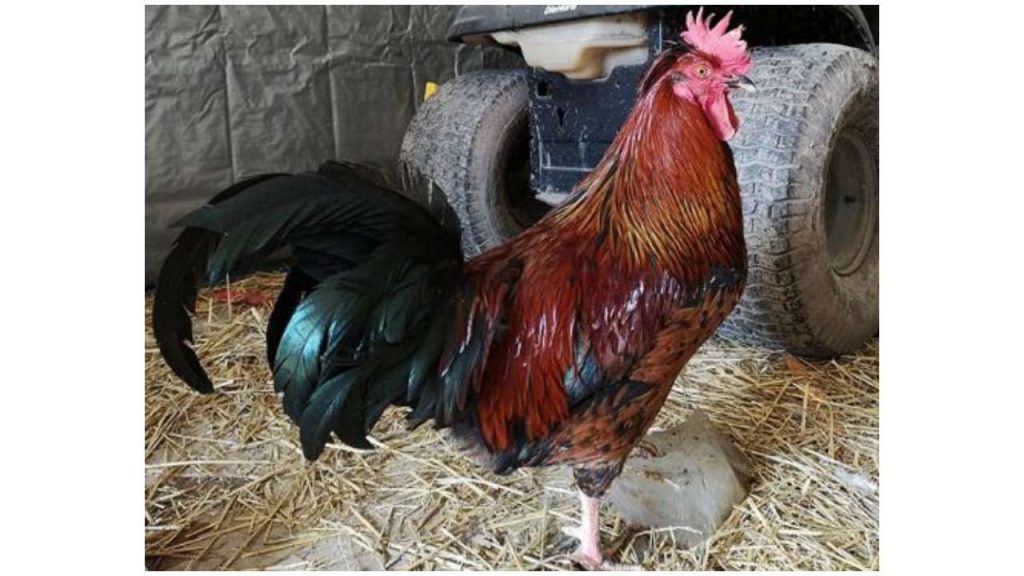 MP police arrest chicken for pecking girl; foster mother promises rooster's ‘house arrest'