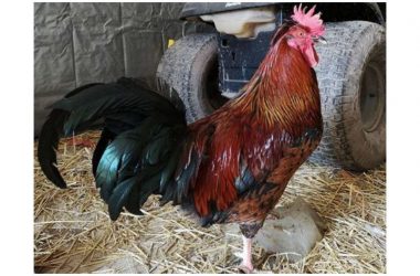 MP police arrest chicken for pecking girl; foster mother promises rooster's ‘house arrest'