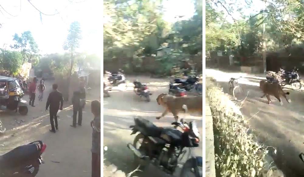 Watch: People skip a heartbeat as lion sprints through crowd in Porbandar, two injured