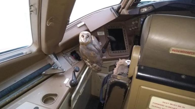 Good Omen? Owl enters cockpit of Jet Airways flight at Mumbai Airport