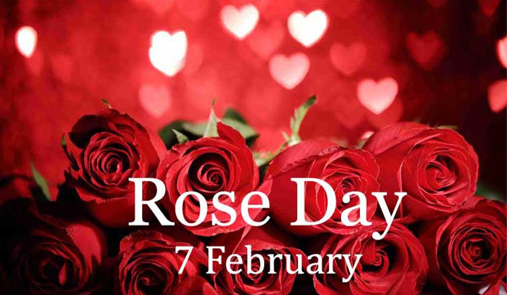 Rose Day 2019: Wishes, greetings, images, quotes
