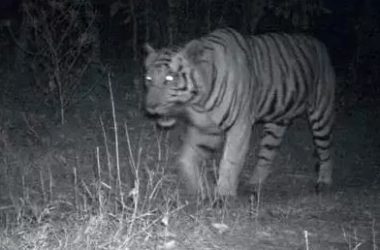 Tiger spotted in Gujarat, makes state home to three big cat species