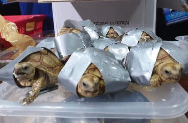 Philippines: More than 1500 alive turtles found wrapped in duct-tape at Manila airport