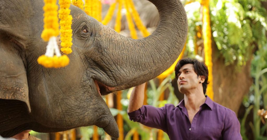 Junglee box office collection day 6: Vidyut Jammwal starrer fails to pull crowd