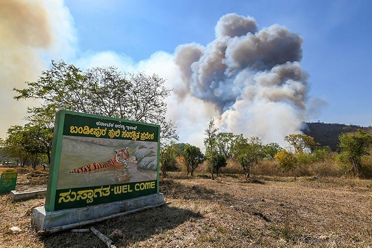 Bandipur forest blaze: 2 men confess of setting fire, were afraid of straying tigers