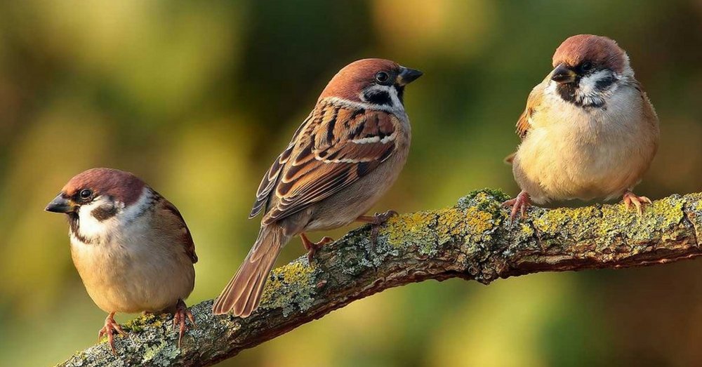 World Sparrow Day 2021 Quotes, Images, Messages to Share