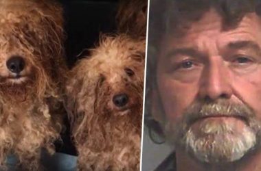 Georgia Puppy Mill Operator arrested for keeping 700 dogs in cruel condition