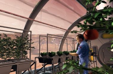 Growing food choices for astronauts in space