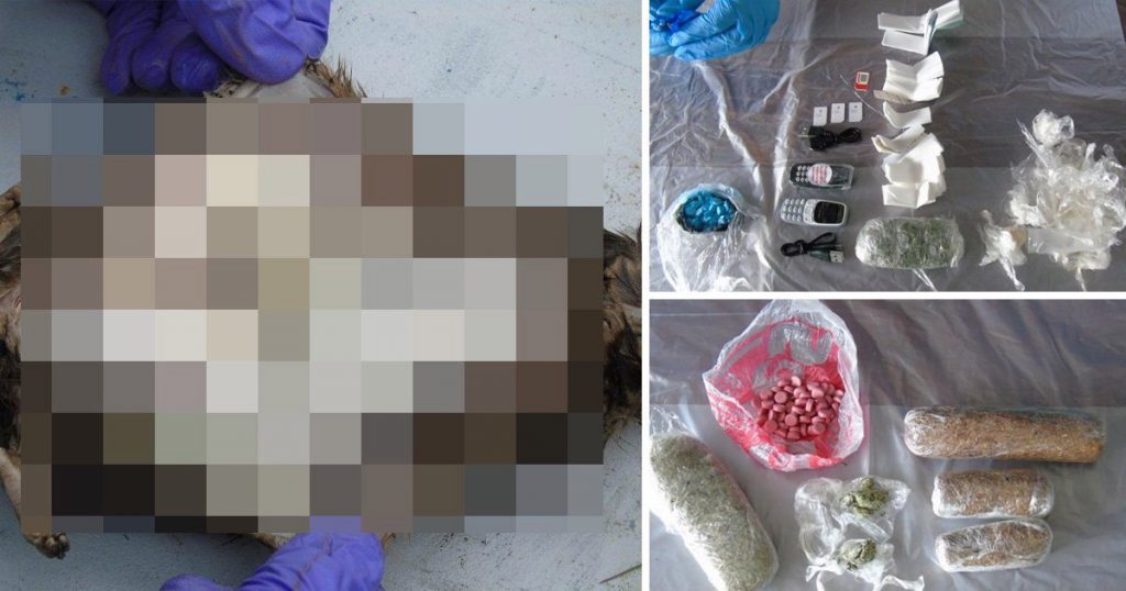 Dead rats used to smuggle drugs into UK prison