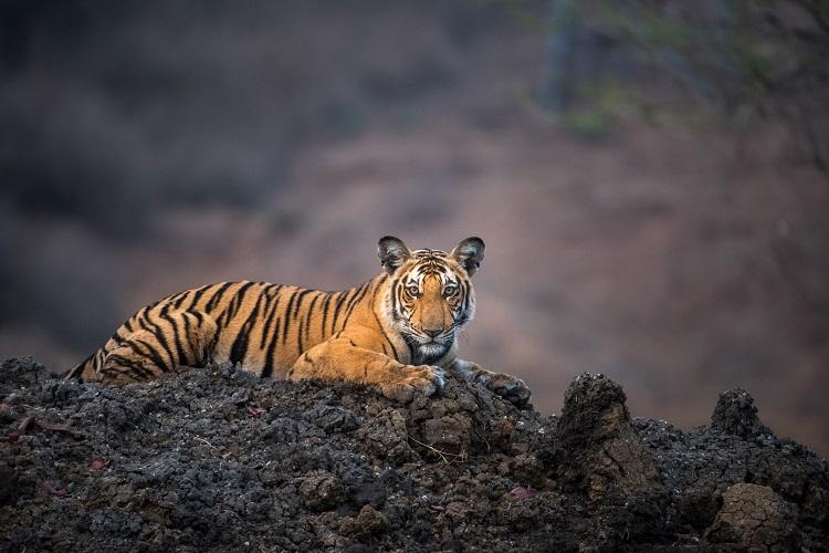 Sir David Attenborough narrated documentary ‘Wild Karnataka’ to premiere this March