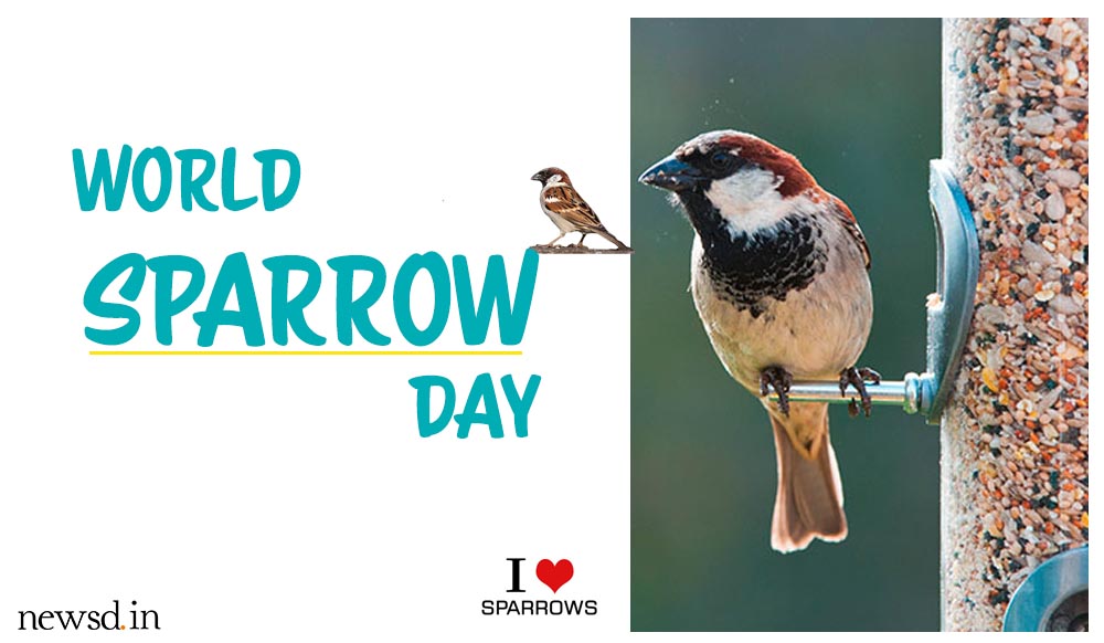 World Sparrow Day: Reasons for extinction of sparrows and how can we help