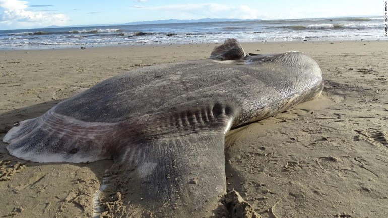 Huge, 'strange looking' fish washes up on California beach