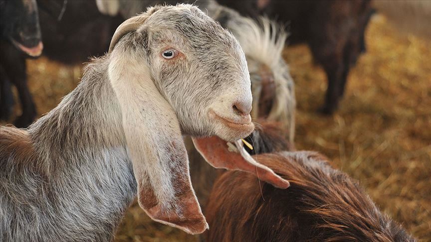 Eid al-Adha: 'Rare' goats take high spot in Old Delhi's Meena Bazar