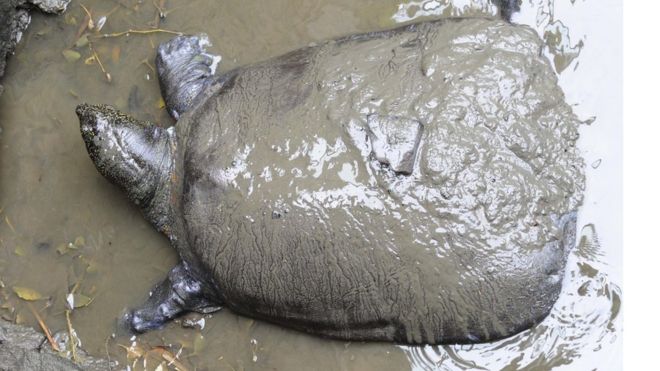 One of world's rarest turtles, Yangtze Giant Softshell dies in Chinese zoo