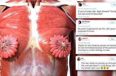 Realistic illustration of female muscle system inside body goes viral leaving Twitter divided